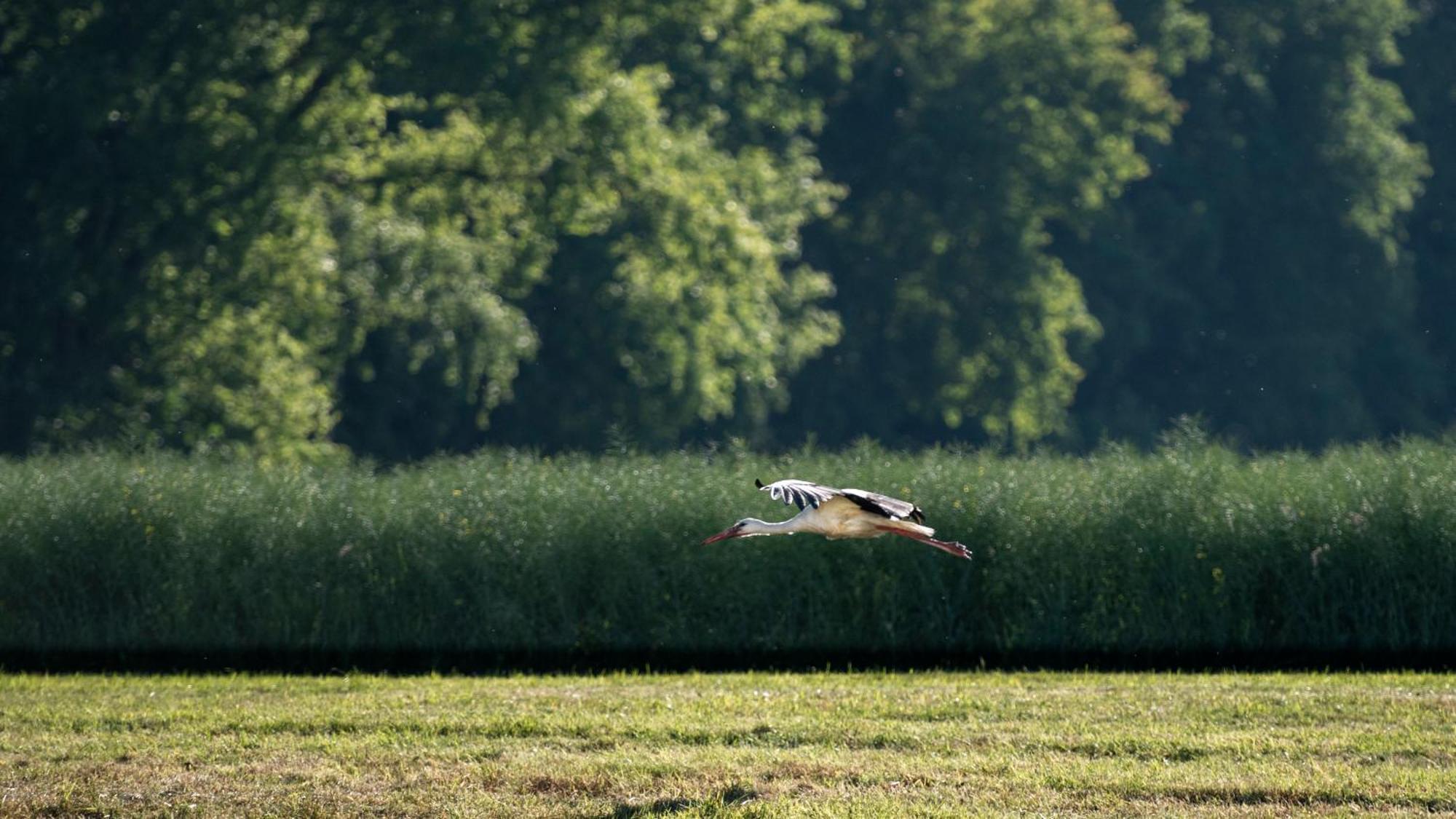 Heimaey, Ljosheimar Lägenhet Passee Exteriör bild
